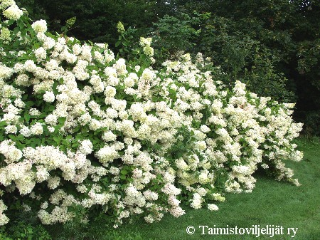 Hydrangea paniculata'Grandiflora'